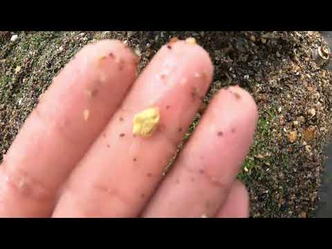We Found a Buried Gold Deposit in the Wilderness gold