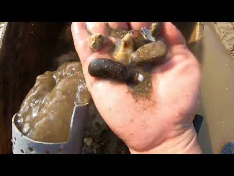 Massive Gold Surprise in the Wild You Won t Believe This