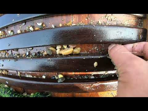 Dangerous Gold Hunt A Treasure Hidden Deep Underwater gold
