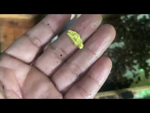 We Found the Biggest Natural GOLD Nugget Hidden Underground
