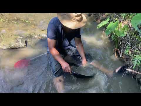 Survival and Fortune in the Wild goldmines gold goldmining