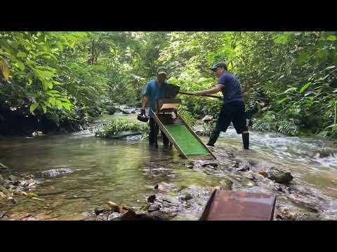 Hunting for Natural Gold Worth Thousands Deep in the Jungle