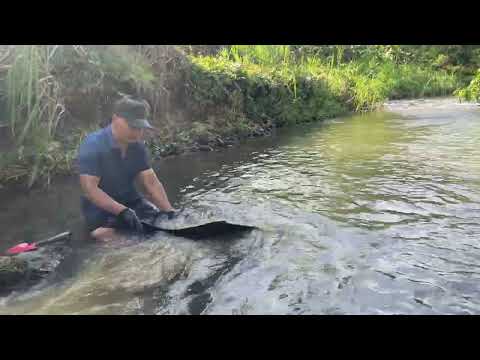 Searching for GOLD in natural rocks by the stream goldmines