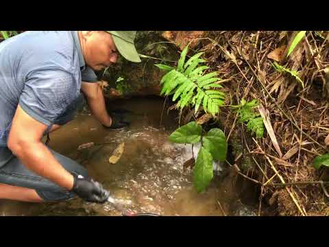 Survival in the Jungle Hunting for Hidden Gold in