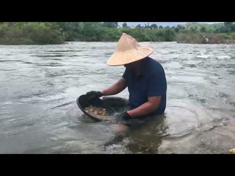 Golden Stones Hidden in the River goldmines gold goldmining