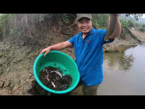 Rare Gold Nuggets Discovery Gold Rush Adventure gold