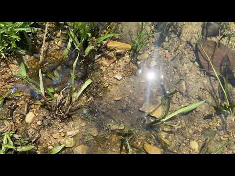 The abandoned river is rich in GOLD goldmines gold