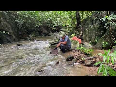Hunting for natural GOLD in the forbidden forest where