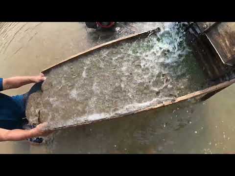 Gold Rush Goes Wild in Remote Wilderness Massive Discovery