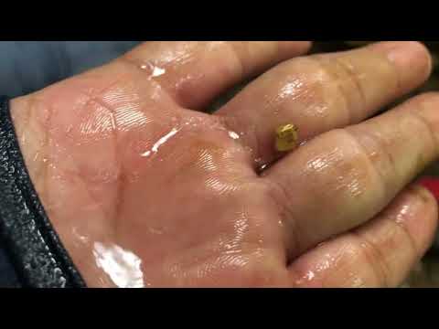Gold hunting in the forest where golden streams are hidden