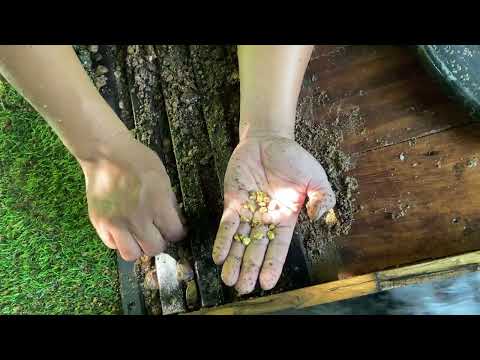 The Biggest Natural GOLD Hunt Ever Found Underwater