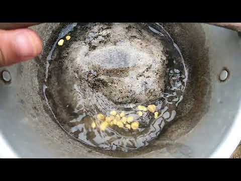 Real Gold Rush Giant Nuggets Found in Hidden Location