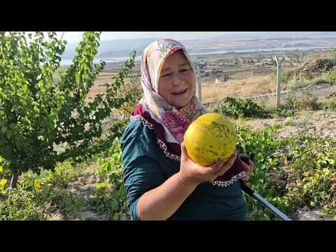 SEYİT USTAYLA DEPO DÜZELEMESİ YAPIYORUZ BOL BOL DOMATES