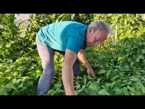 KÖYDE YAŞAM BUGÜN NELER YAPTIK AKŞAMA KADAR GÜN İÇİ