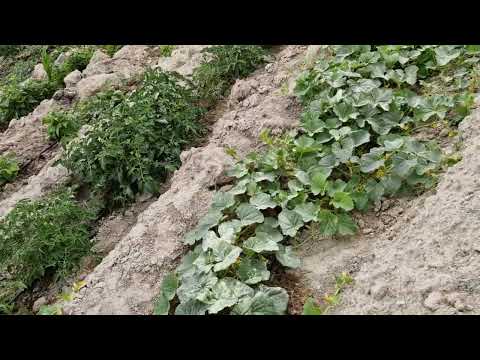YAĞMUR ÖNCESİ BAHÇEMİZİ KÜKÜRT İLAÇLAMASI YAPIYORUZ