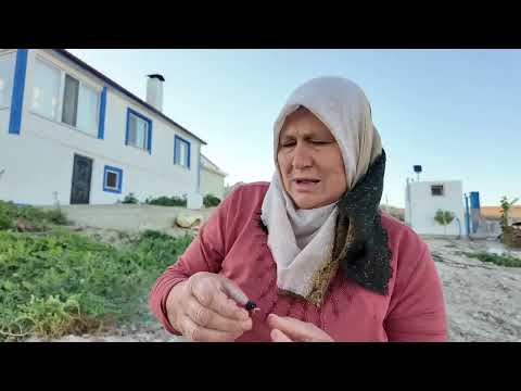 AKŞAM AKŞAM BAHÇEMİZDE KÜÇÜK BOL HASATIMIZ TAZE TAZE