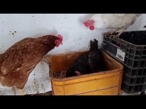 TAVUKLARIMIZ YİNE SIRADA YUMURTALIK KOYDUK KÖY HAYATI