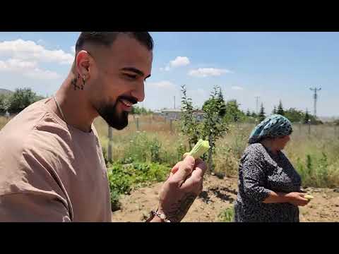 DÜNÜRÜMLE DAMADIMIZLA BAHÇEMİZE GELDİK KÜÇÜK BİR HASAT