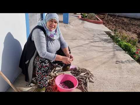 BAMYA TOHUMU HASATI VE HATİCE HANIMIN KOMİK HALLERİ