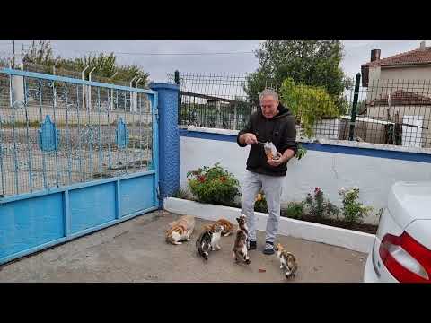 KEDİLERİMİZİN HAMSİ ZİYAFETİ