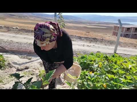 KÖYDE YAŞAM SABAH MENÜMÜZ BAHÇEMİZDEN HASAT YAPIYORUZ