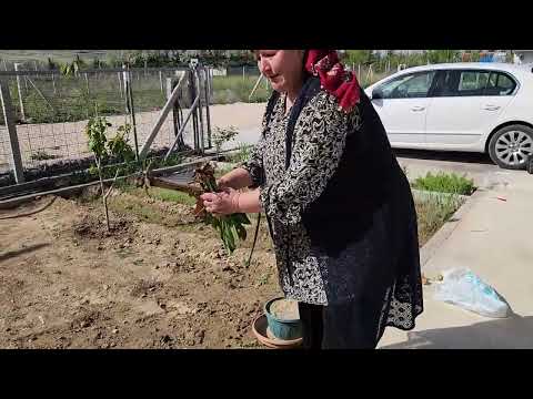 BAHÇEMİZE YENİ ÇİÇEKLER EKTİK HATİCE HANILA BAHÇEYİ