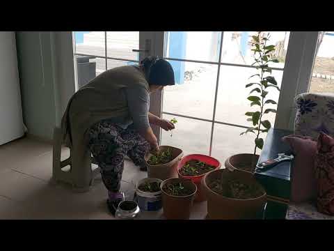 KAYNANAM ACI CİM BİBERİ FİDANI GETİRMİŞ