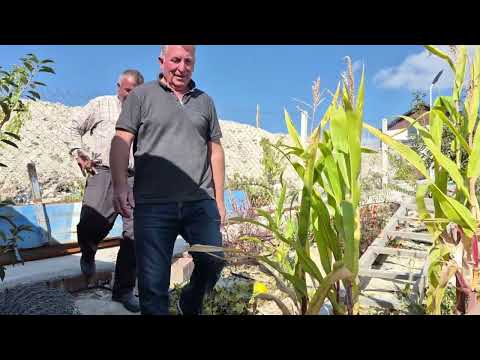 TAVUKLARIMIZA YENİ ALAN BAHÇEDEN BÖLME YAPIYORUZ YENİ