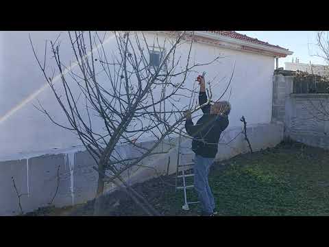 BUDAMA ZAMANI HATİCE HANIMDAN BUDAMA TALİMİ