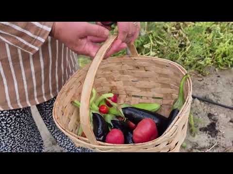 KÖYDE DOĞAL YAŞAM YİNE BAHÇE HASATIMIZ HATİCE HANIMIN KÜÇÜK