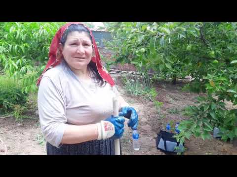 YENİ EVİMİZİN BAHÇESİNE FİDE DİKTİK