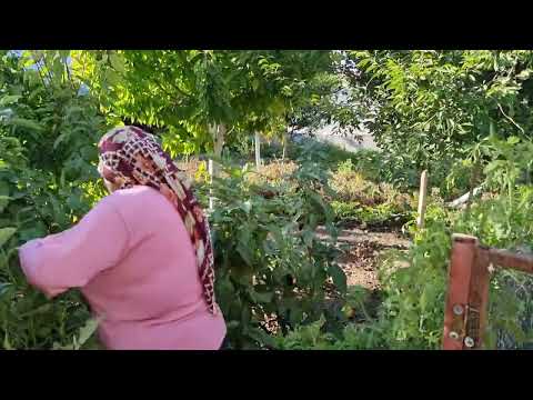BAHÇE TURU SEVMLİ KEDİLERİMİZ VE MİNİ HASAT