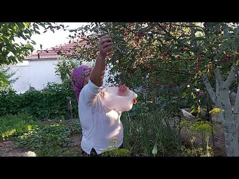 FASULYE TOPLADIK TAVUKLAR VİŞNE TOPLADIK GÜNLÜK VLOG