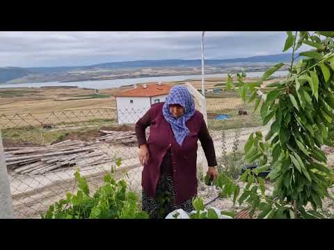 BAHÇEMİZDEN SALAMURA BAĞ YAPRAĞI TOPLADIK TAZE TAZE NASIL