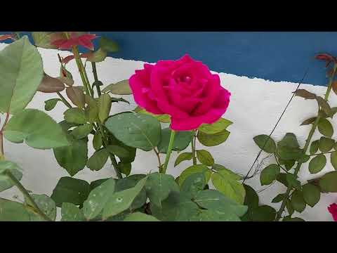 BAHÇEMİZDE NELER DEĞİŞİYOR GÜZEL GELİŞMELER VLOG