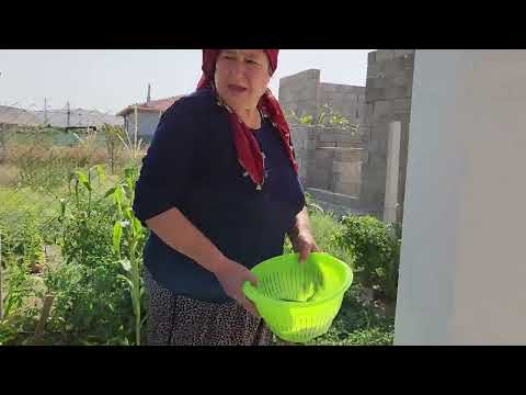HATİCE HANIM HASDALANDI BAHÇEMİZDEN SABAH HASADIMIZ