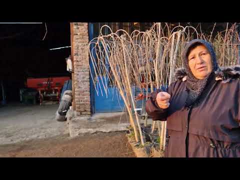 BAHÇEMİZE ÇEŞİTLİ AĞAÇ FİDELERİ ALIYORUZ BAHARA HAZIRLIK