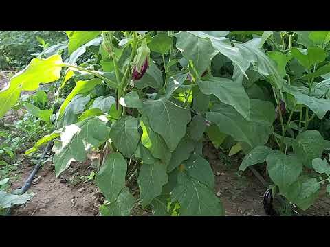 SABAH BAHÇEDE ÇALIŞMALARIMIZ TAVUKLAR KEDİMİZ