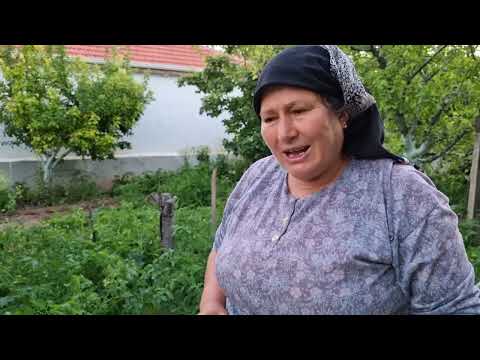 HATİCE HANIM YİNE BAHÇEDE HASAT YAPIYOR YAVRU KEDİMİZ GELDİ