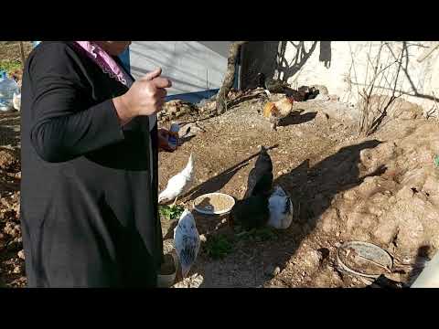 ANNEM ÇOK ÜZGÜN TAVUKLARI HASTALANMIŞ DOKUNSAN AĞLAYACAK