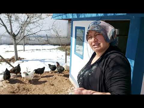 HATİCE HANIM TAVUKLARI KANDIRMAYA ÇALIŞIYOR SİZCE KANDIRA