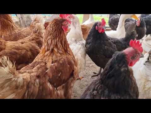 VLOG KUŞLAR KÖY HALİ TAVUKLAR KEDİ KUZU KOYUN
