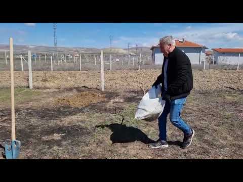 BAHÇEDE AĞAÇ DİKİMİ VE KURU OTLARIN TEMİZLİĞİ