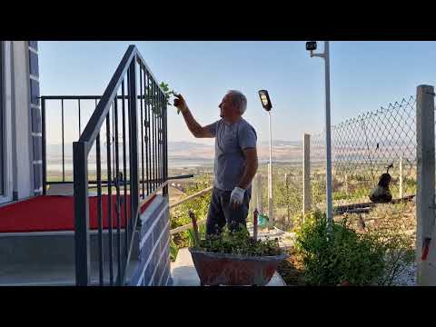GÜLLERİMİZ KURUDU TEMİZLİK ZAMANI VE BUDAMA YAPIYORUZ