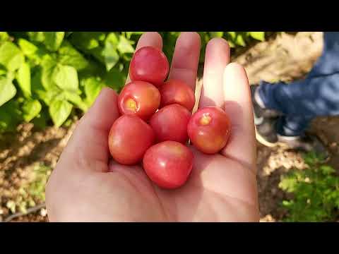 KÖYDE YAŞAMAK ÇOK GÜZEL BAHÇEMİZ SÜPER OLDU VLOG