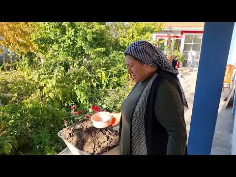 BAHÇEDEN BİBER TOPLADIM YEŞİL SOĞAN MAYDONOZ MİNİ HASAT