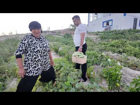 KIZIMIZ ÖZLEMLE BÜYÜK BAHÇE HASATIMIZ YOLCULUK ZAMANI