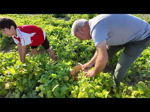 TORUNLARIMLA BAHÇE HASATI YAPIYORUZ HASTIMIZDA NELER VAR