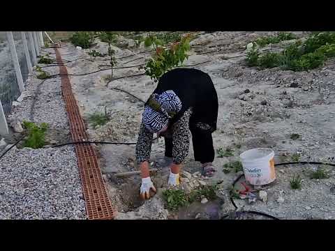 KOMŞU ZİYARETLERİMİZ VE HATİCE HANIM YİNE NELER EKİYOR