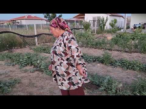 AKŞAM AKŞAM BAHÇEMİZDEYİZ SEBZELERİMİZ SUSUZ KALMIŞ AMA